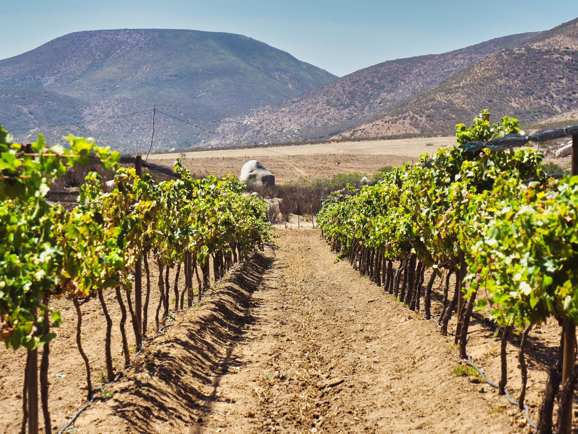 Surcos del viñedo comunitario entre cerros de Baja California